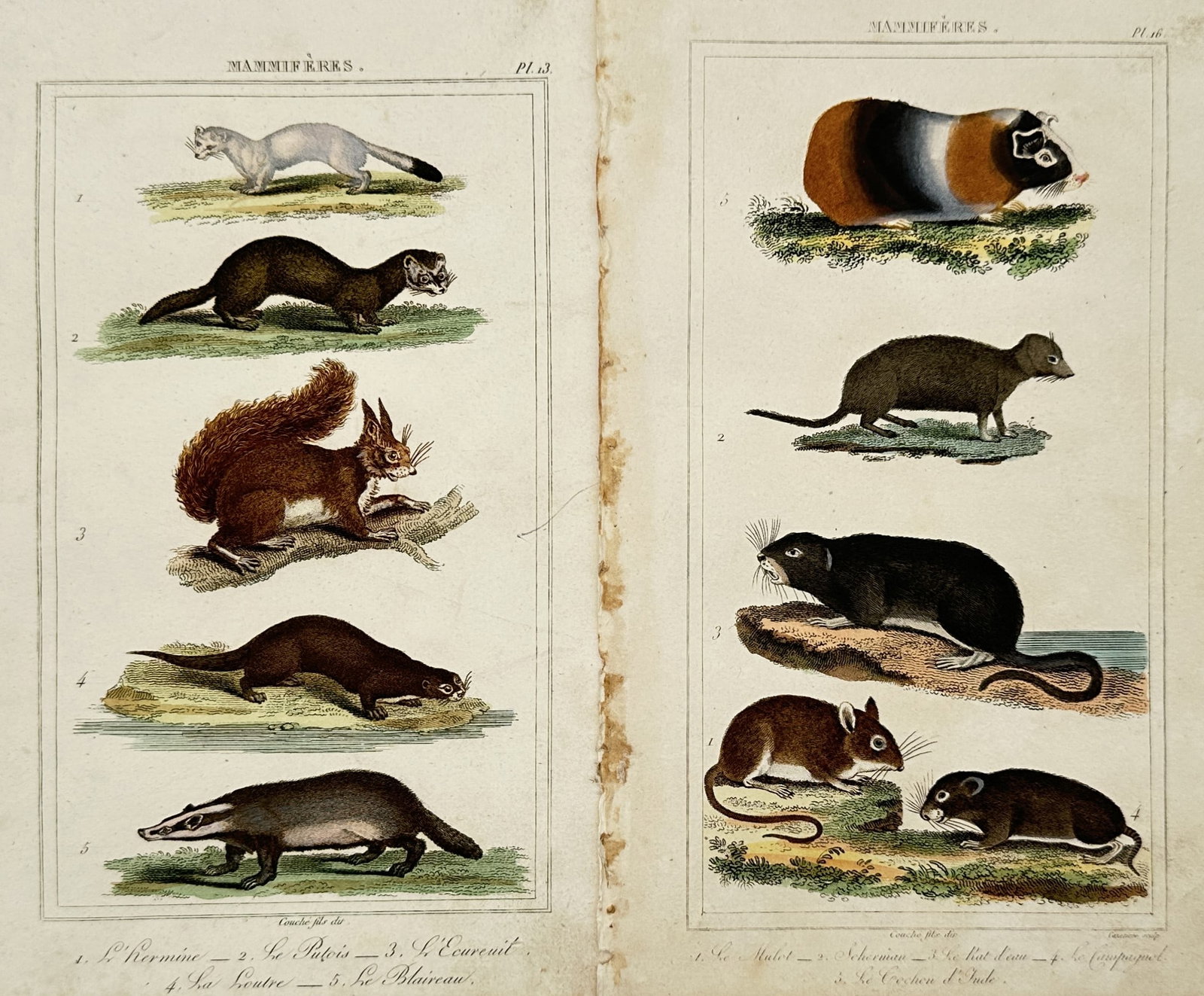 Léopold Massard – Set of 2: Studies of Mustelids and Rodents – Hand-coloured engraving: "Mammifères". Features natural history illustrations of various small mammals including the ermine, polecat, squirrel, otter, and badger, alongside a second plate depicting a guinea pig, muskrat, and