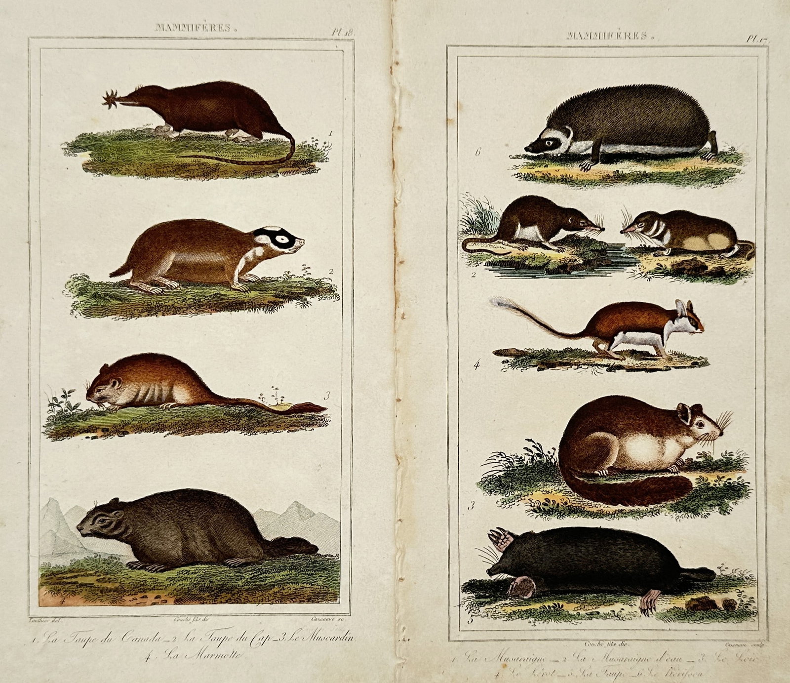 Léopold Massard – Set of 2: Studies of Insectivores and Small Mammals – Hand-coloured engraving: "Mammifères". Features natural history illustrations of various small mammals including the star-nosed mole, golden mole, marmot, hedgehog, and shrew species, each shown in profile within simplified 