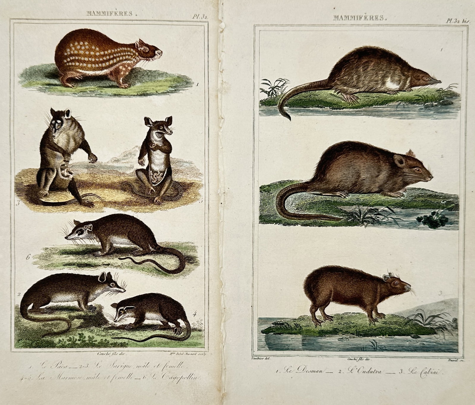 Léopold Massard – Set of 2: Studies of Marsupials and Aquatic Rodents – Hand-coloured engraving: "Mammifères". Features natural history illustrations of various specialized mammals including the paca and several marsupial species such as the opossum, depicted with young in the pouch. The second 