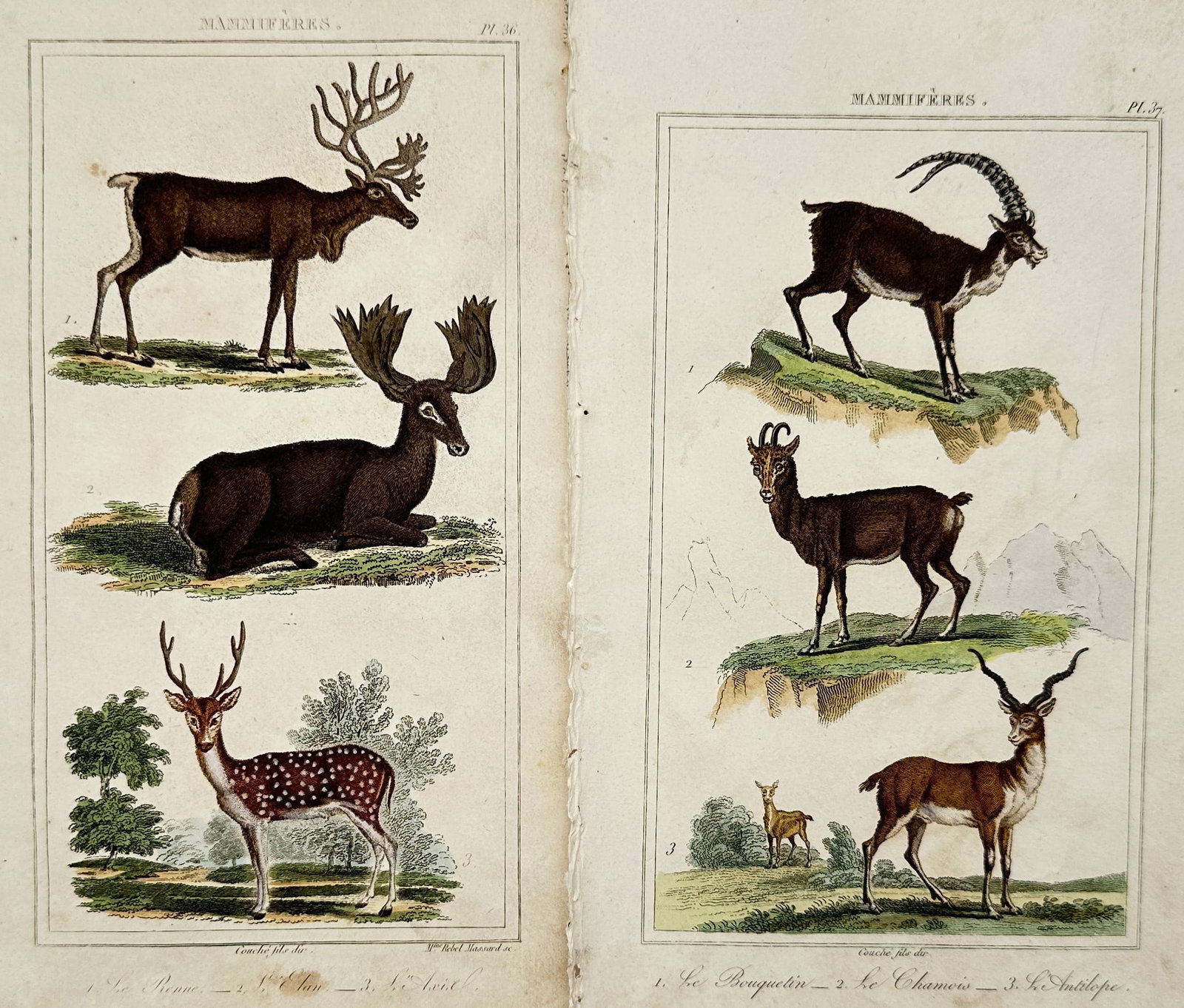 Léopold Massard – Set of 2: Studies of Cervids and Mountain Caprids – Hand-coloured engraving: "Mammifères". Features natural history illustrations of several ungulate species including the reindeer, moose, and spotted axis deer. The companion plate depicts mountain-dwelling mammals such as th