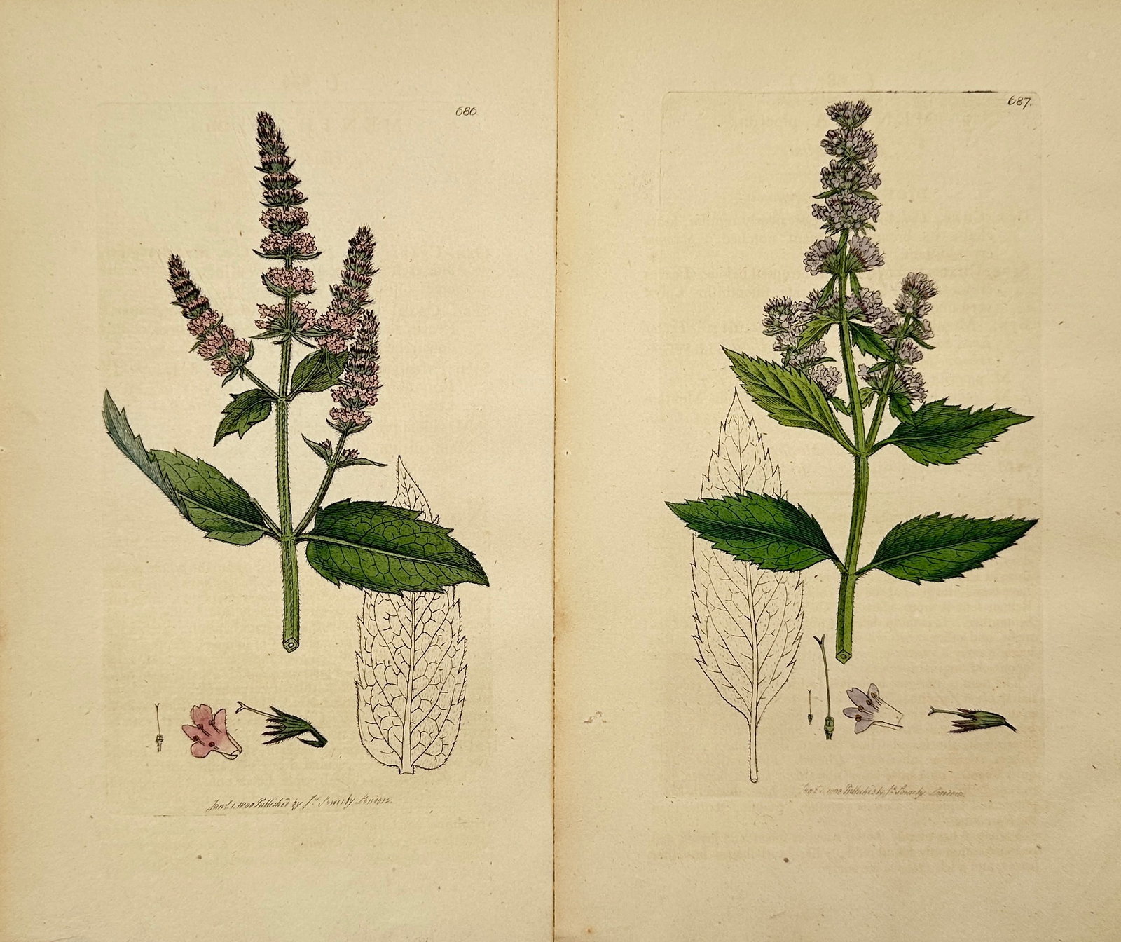 James Sowerby – Set of 2: Botanical Studies of British Flora – Hand-coloured engraving: "Botanical Studies of British Flora" consists of ten scientific illustrations featuring diverse plant life, including detailed studies of flowering herbs, grasses, and umbellifers. These hand-coloured