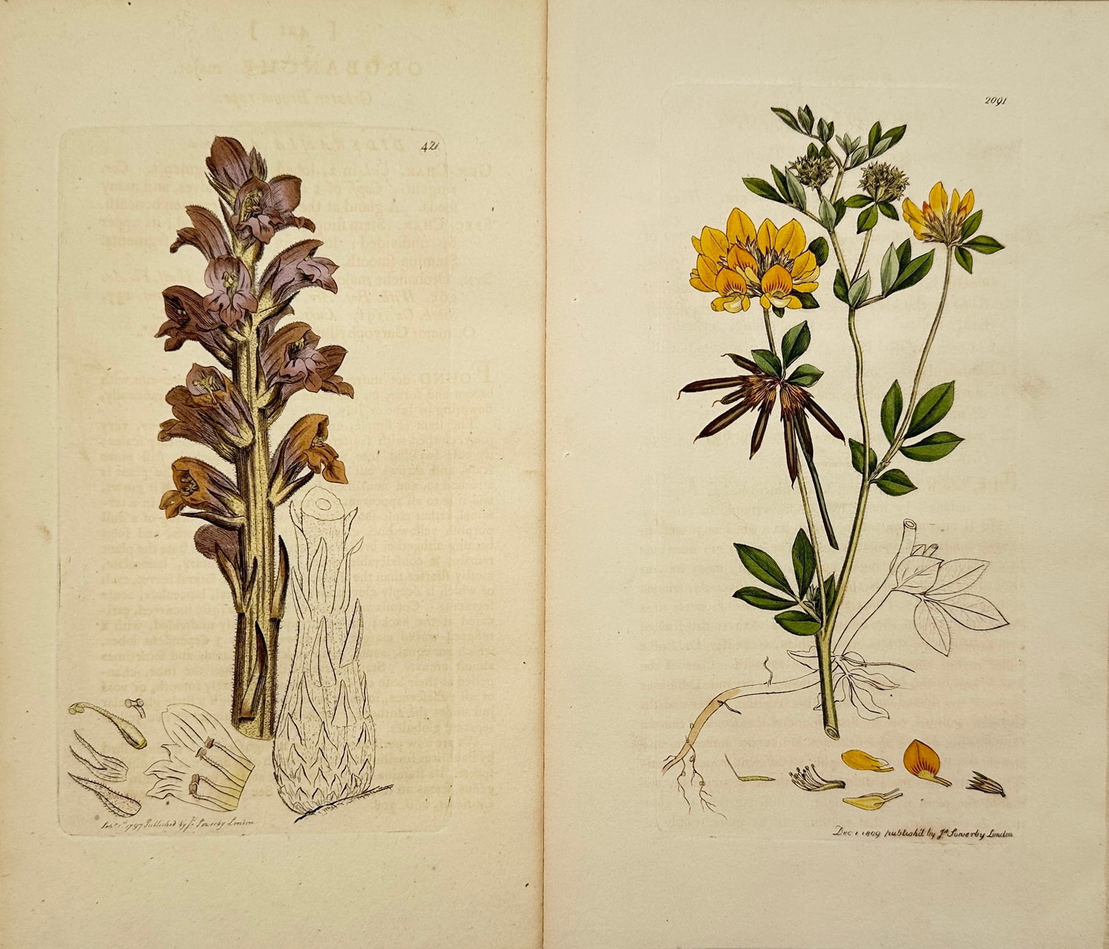 James Sowerby – Set of 2: Botanical Studies of British Flora – Hand-coloured engraving: "Botanical Studies of British Flora" consists of ten scientific illustrations featuring diverse plant life, including detailed studies of flowering herbs, grasses, and umbellifers. These hand-coloured