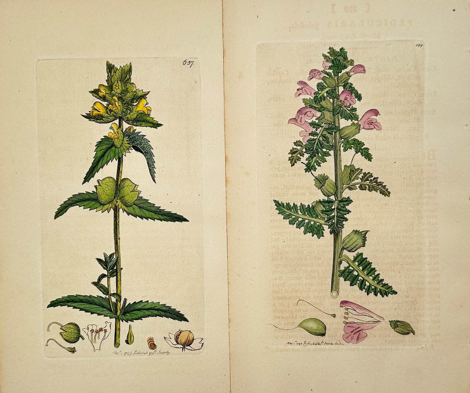 James Sowerby – Set of 2: Botanical Studies of British Flora – Hand-coloured engraving: "Botanical Studies of British Flora" consists of ten scientific illustrations featuring diverse plant life, including detailed studies of flowering herbs, grasses, and umbellifers. These hand-coloured