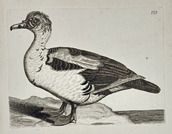 Francis Barlow (c. 1626–1704) – Study of a Goose – Engraving (Late 17th Century): This engraving provides a detailed study of a goose, likely a Knob-nosed Goose or similar species, shown standing in profile near water. The print focuses on the bird's plumage and distinctive feature