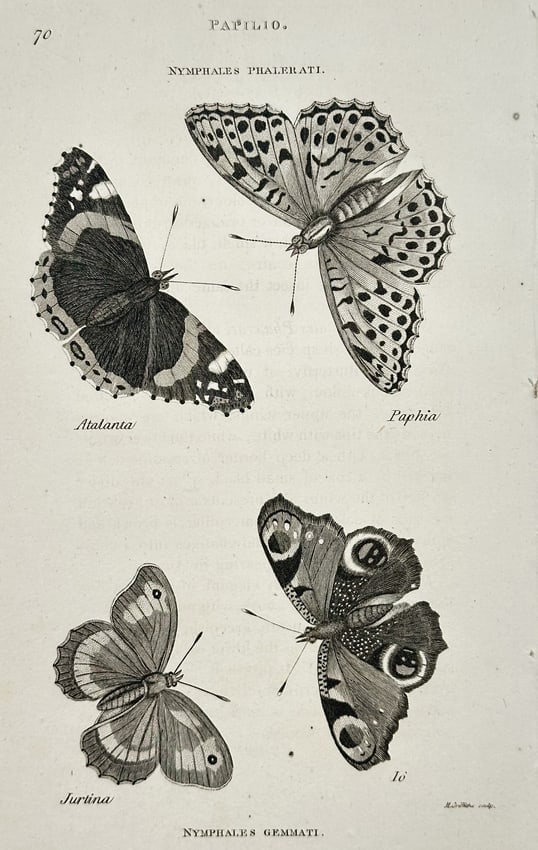 George Shaw (1751–1813) – Papilio (Nymphales Gemmati) – Engraving (c. 1800) (1 of 2)
