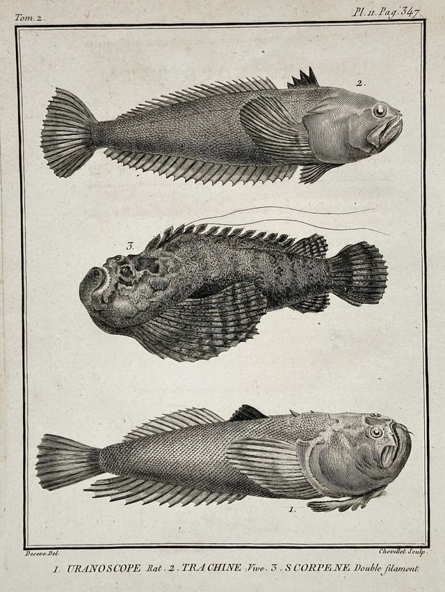 Georges-Louis Leclerc, Comte de Buffon – Fish Illustrations (Tranoscope, Trachin): This print is a detailed natural history illustration depicting three distinct species of spiny-finned fish, marine species from the Indo-Pacific or Mediterranean. The illustrations meticulously captu
