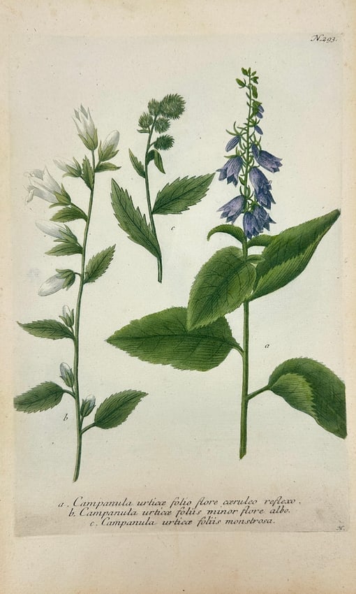 Johann Wilhelm Weinmann - Campanula urticaefolia Varieties - Hand-Coloured: This elegant folio engraving presents three varieties of Campanula urticaefolia, or nettle-leaved bellflower. The illustration includes a tall blue-flowering stem (flore caeruleo reflexo), a slender w