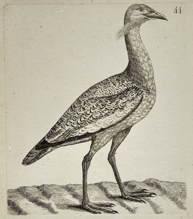 Unknown Artist – Great Bustard – Copperplate engraving (Early 18th Century): This illustration depicts a large terrestrial bird, likely a Great Bustard, standing in profile on a patch of uneven ground. The print showcases the bird’s long, sturdy legs, powerful body, and intr