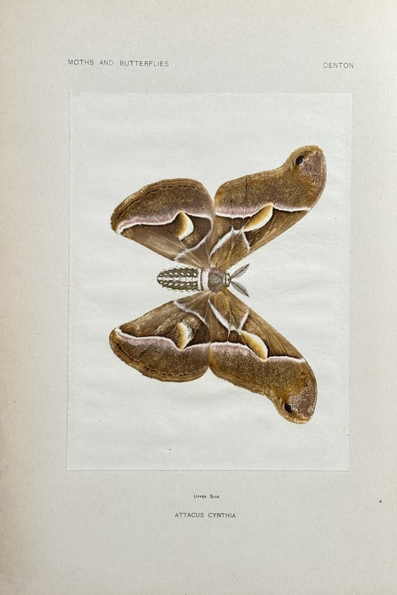Sherman F. Denton (1856–1937) – Cynthia Moth (Attacus Cynthia) – Halftone Print: This print is a highly detailed, colored entomological illustration of a large moth identified by the Latin name Attacus Cynthia (Cynthia Moth). The specimen is shown with its wings spread against a p