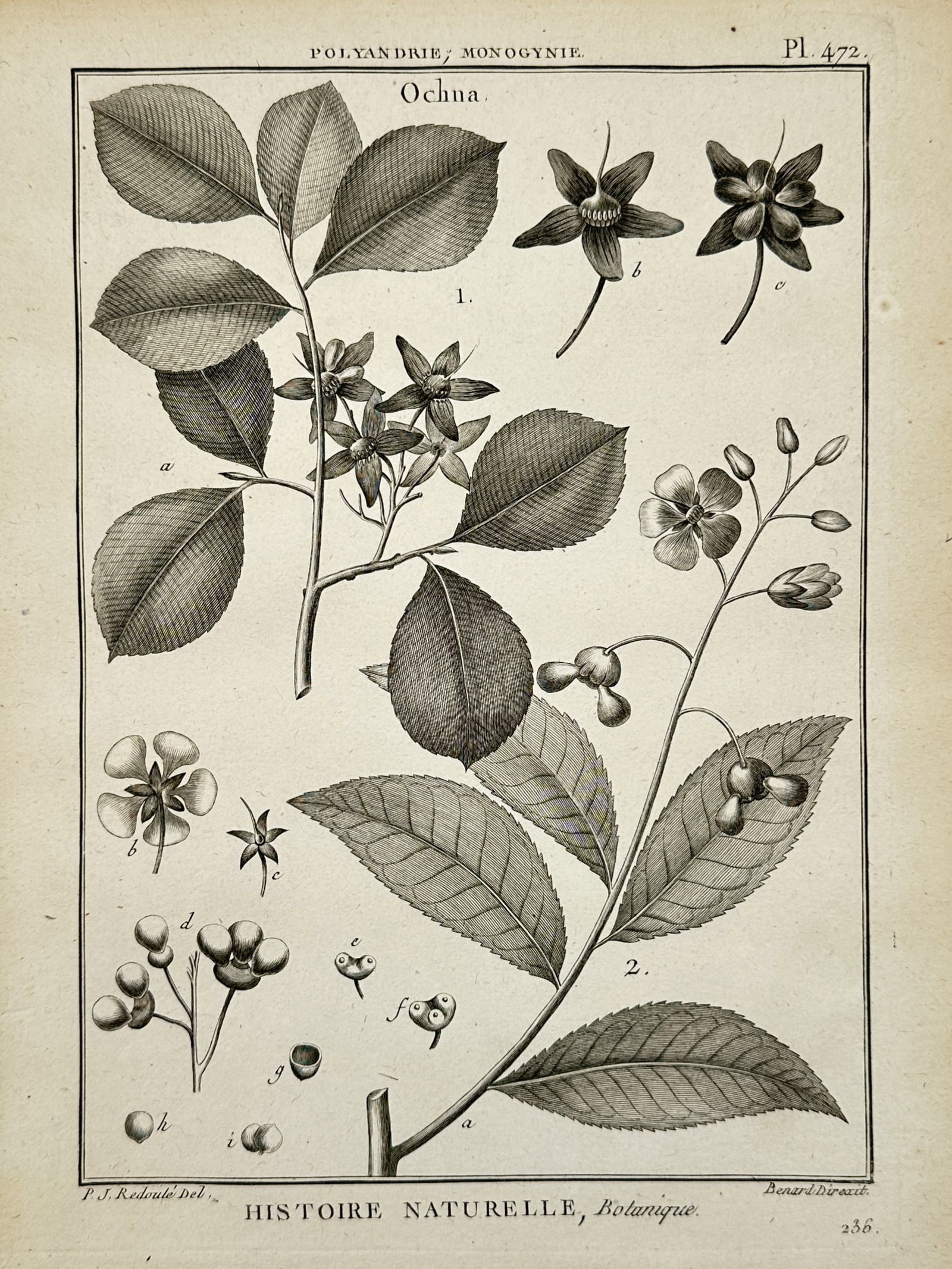 Robert Benard (1734-1777) – Botanical Study: Ochna – Engraving (1791) (1 of 2)