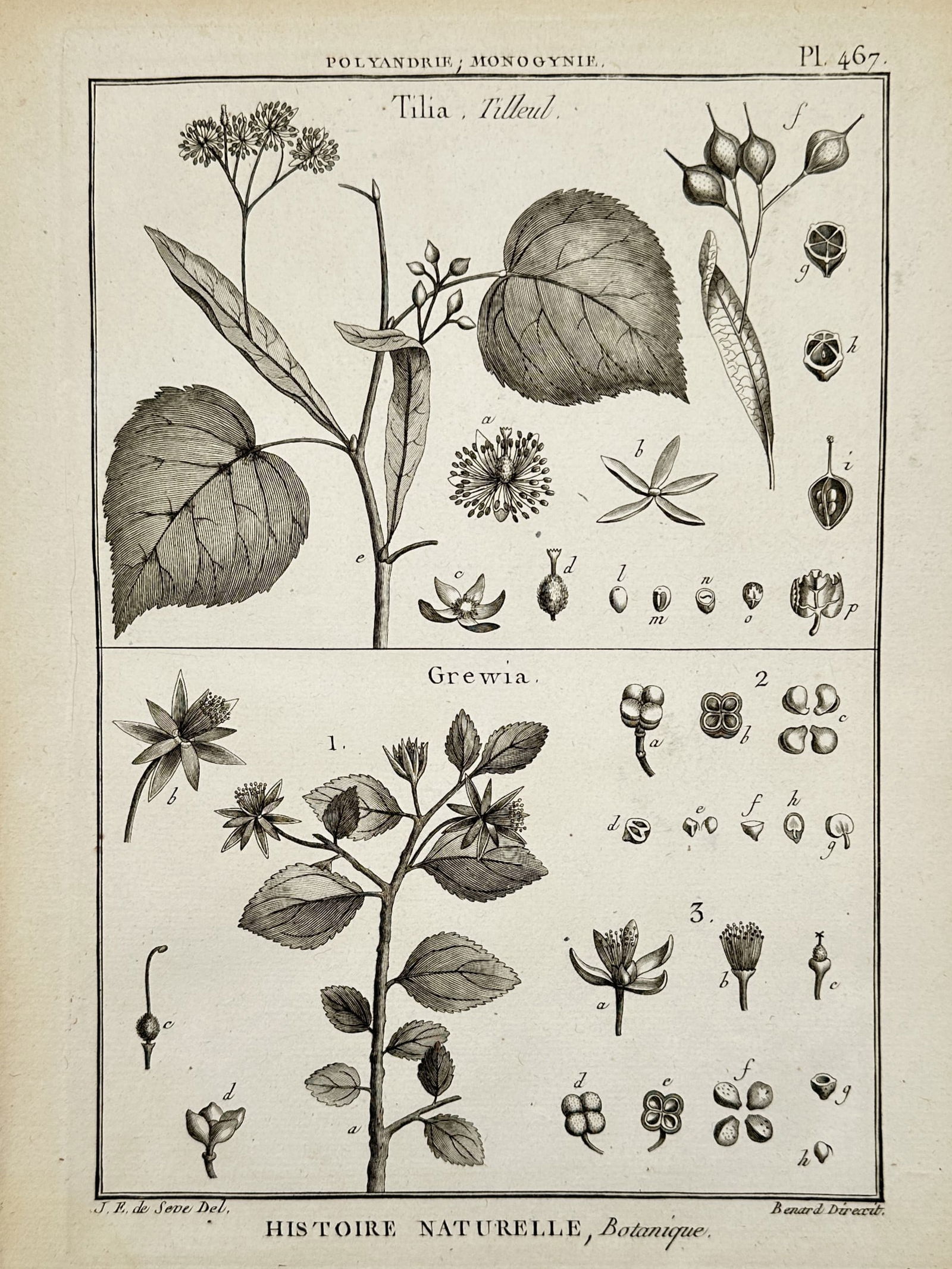 Robert Benard (1734-1777) – Botanical Study: Tilia and Grewia – Engraving (1791): "Histoire Naturelle, Botanique" illustrates botanical specimens from the genera Tilia and Grewia, featuring a linden branch with its characteristic bracts and heart-shaped leaves alongside a flowering