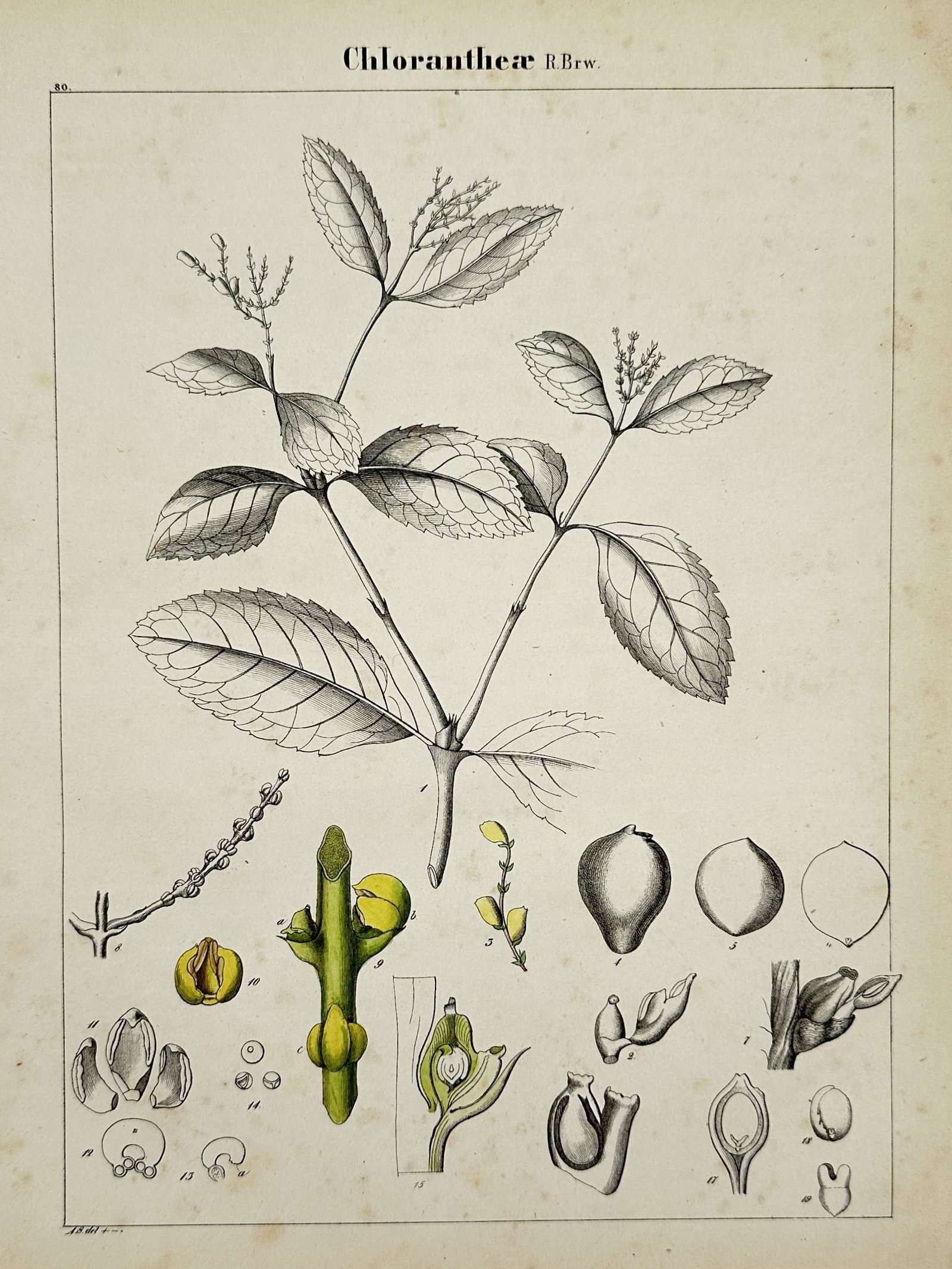 Adalbert Schnizlein (1814–1868) – Botanical Study: Chlorantheae – Hand-coloured lithograph: "Chlorantheae" illustrates a flowering branch of the Chloranthaceae family, featuring serrated leaves and terminal spikes alongside detailed botanical dissections highlighting the unique floral morpho
