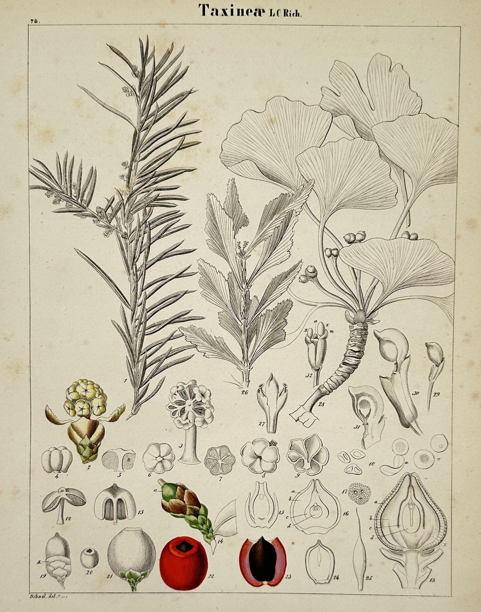 Adalbert Schnizlein (1814–1868) – Botanical Study: Taxineae – Hand-coloured lithograph: "Taxineae" illustrates various specimens from the yew family and related gymnosperms, including a coniferous branch with needle-like foliage and the distinctive fan-shaped leaves of the Ginkgo biloba.