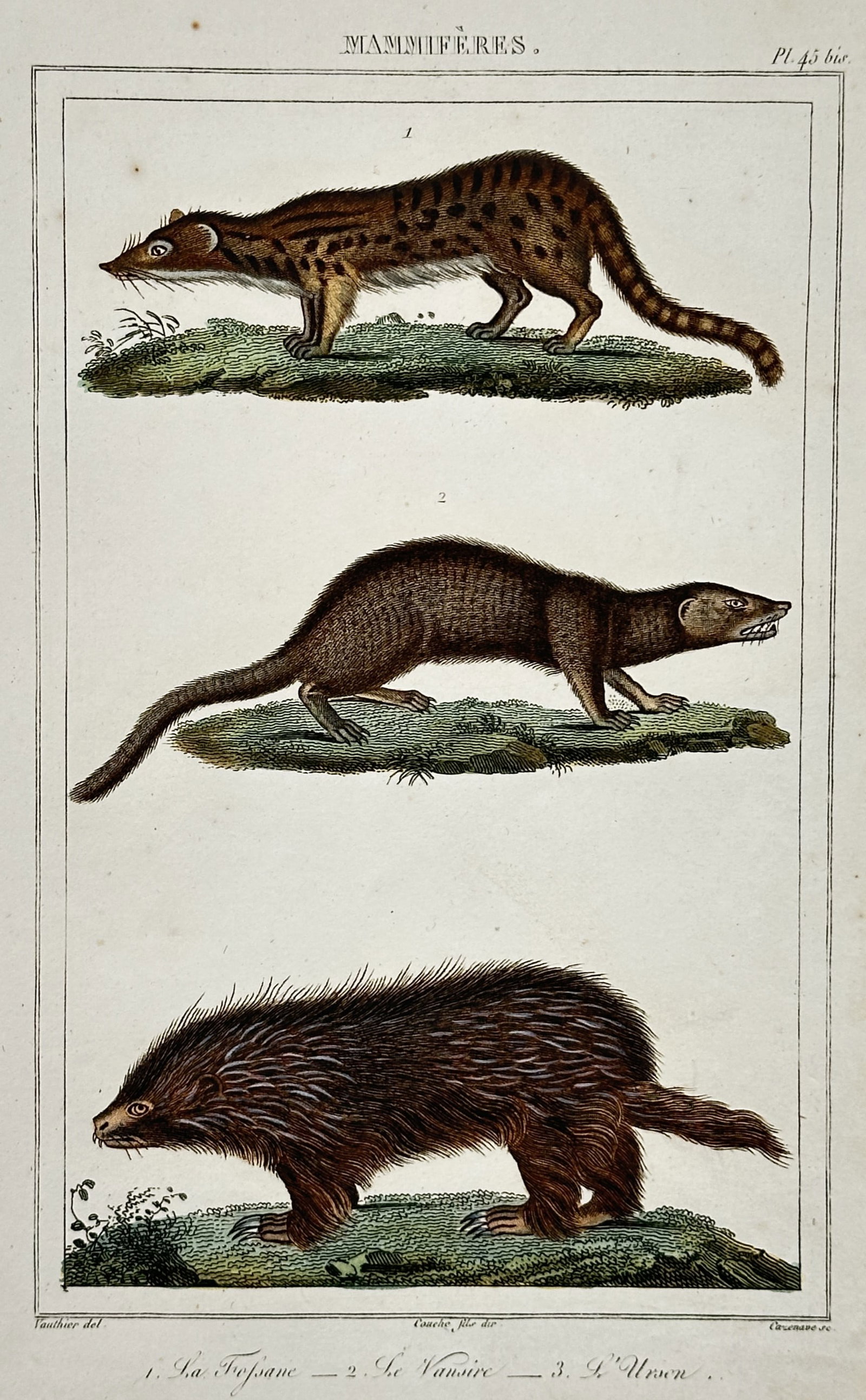 Antoine-Charles Vauthier (1790–c.1850) – Study of Fossane, Vantsire, and Urson: "Mammiferes" illustrates three distinct species of small to medium-sized mammals, featuring the spotted malagasy civet or fossane and the vantsire mongoose alongside a North American porcupine or urso