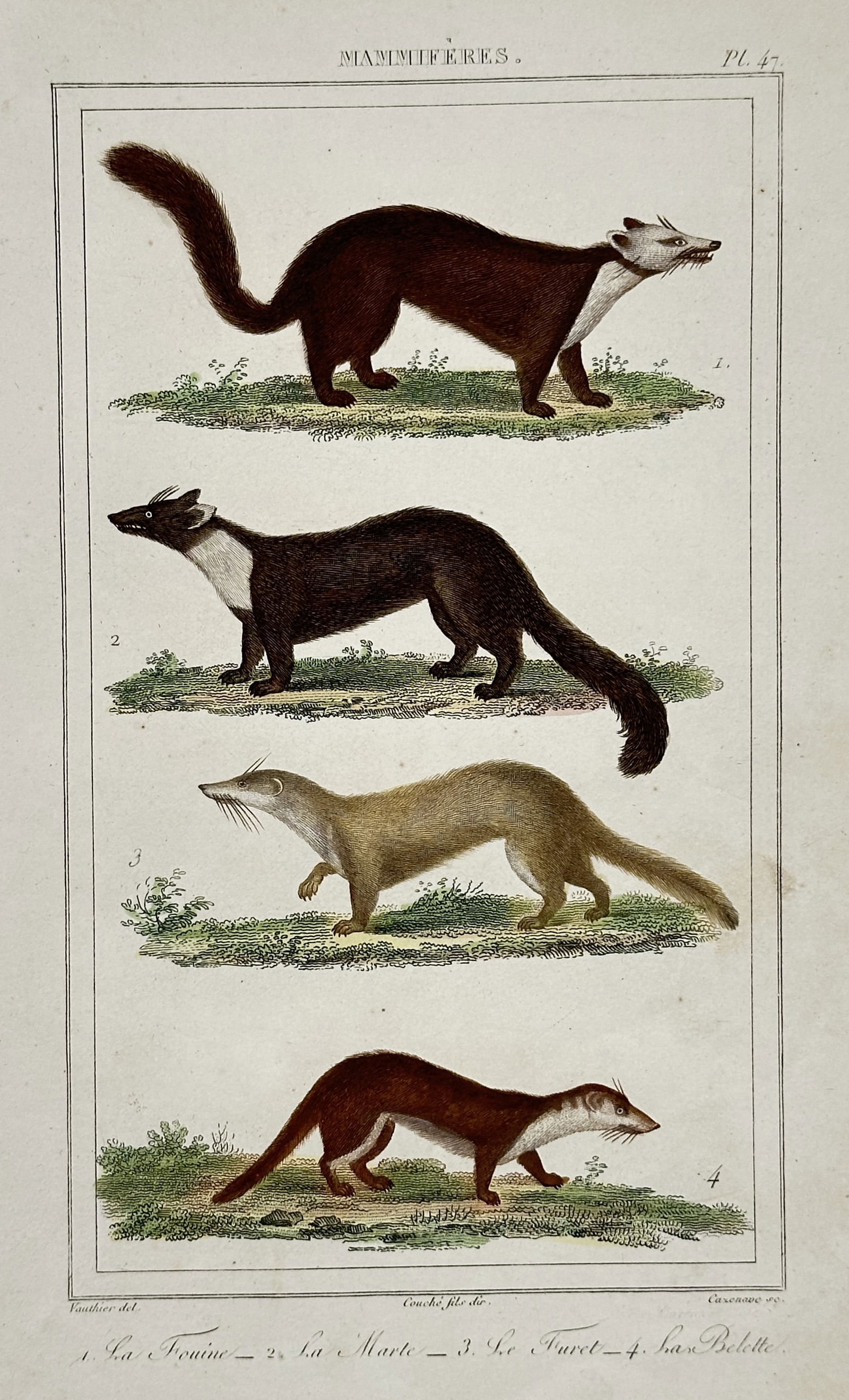 Antoine-Charles Vauthier (1790–c.1850) – Study of Martens, Ferret, and Weasel (1 of 2)