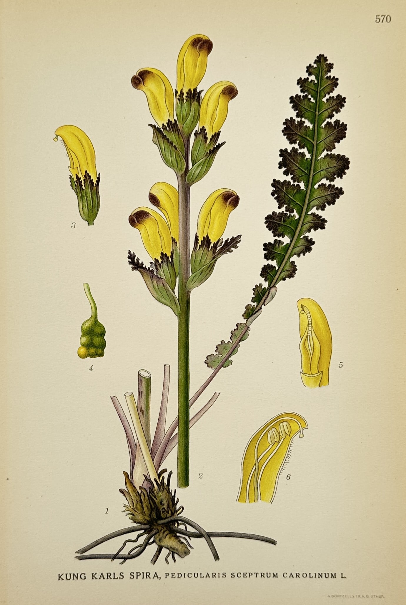 Carl Lindman (1856–1928) – Botanical Study: Pedicularis sceptrum-carolinum – Chromolithograph: "Kung Karls Spira, Pedicularis sceptrum-carolinum L." illustrates the Moor-king lousewort, featuring a robust central stem with large, yellow hooded flowers and a separate pinnatifid leaf with dark se