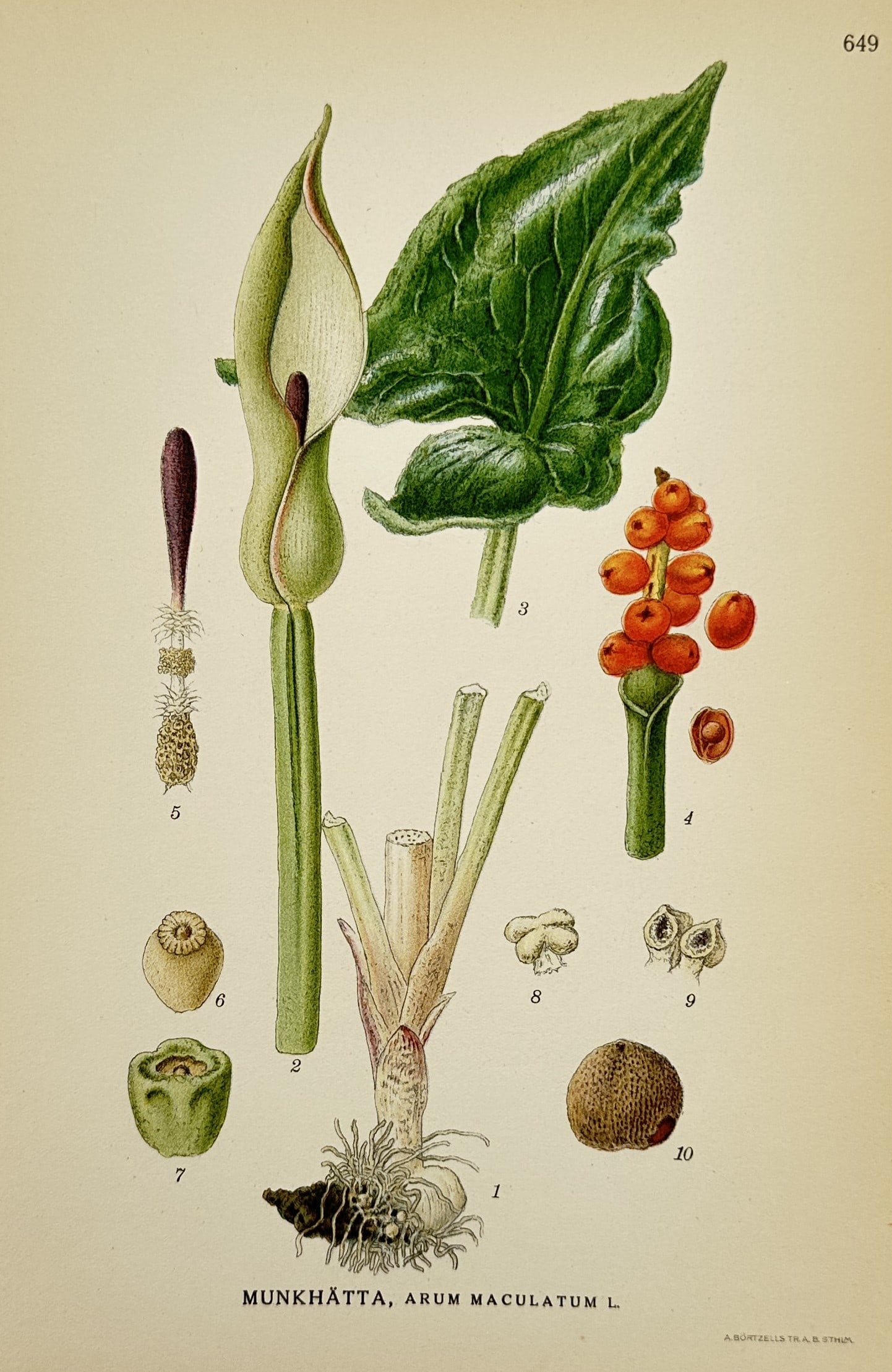 Carl Lindman (1856–1928) – Botanical Study: Arum maculatum – Chromolithograph (1901-1905): "Munkhätta, Arum maculatum L." illustrates the cuckoo-pint or lords-and-ladies, featuring its distinctive pale green spathe and dark purple spadix alongside a large, glossy, arrow-shaped leaf. The pl
