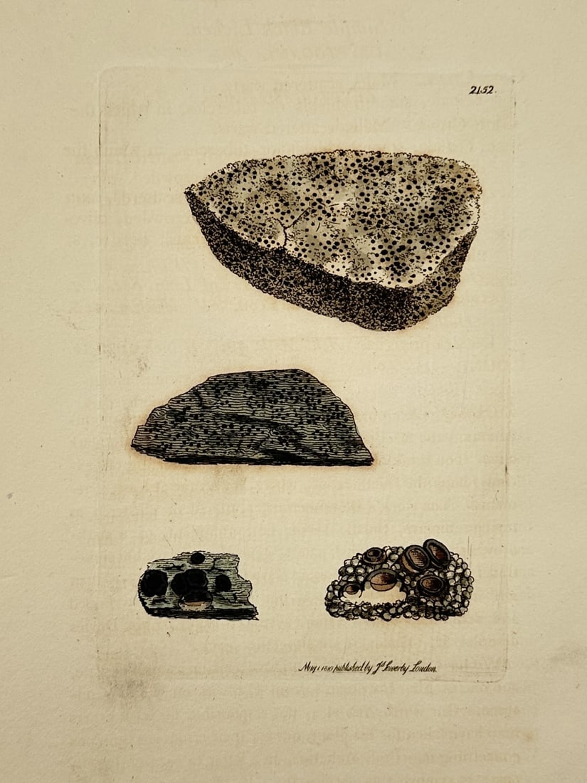 James Sowerby (1757–1822) – Study of Crustose Lichens – Hand-coloured engraving (1810): "Lichen" illustrates several specimens of crustose lichens growing on stone and wood substrates, featuring the detailed surface texture of the thalli and the distinct, dark cup-shaped fruiting bodies.