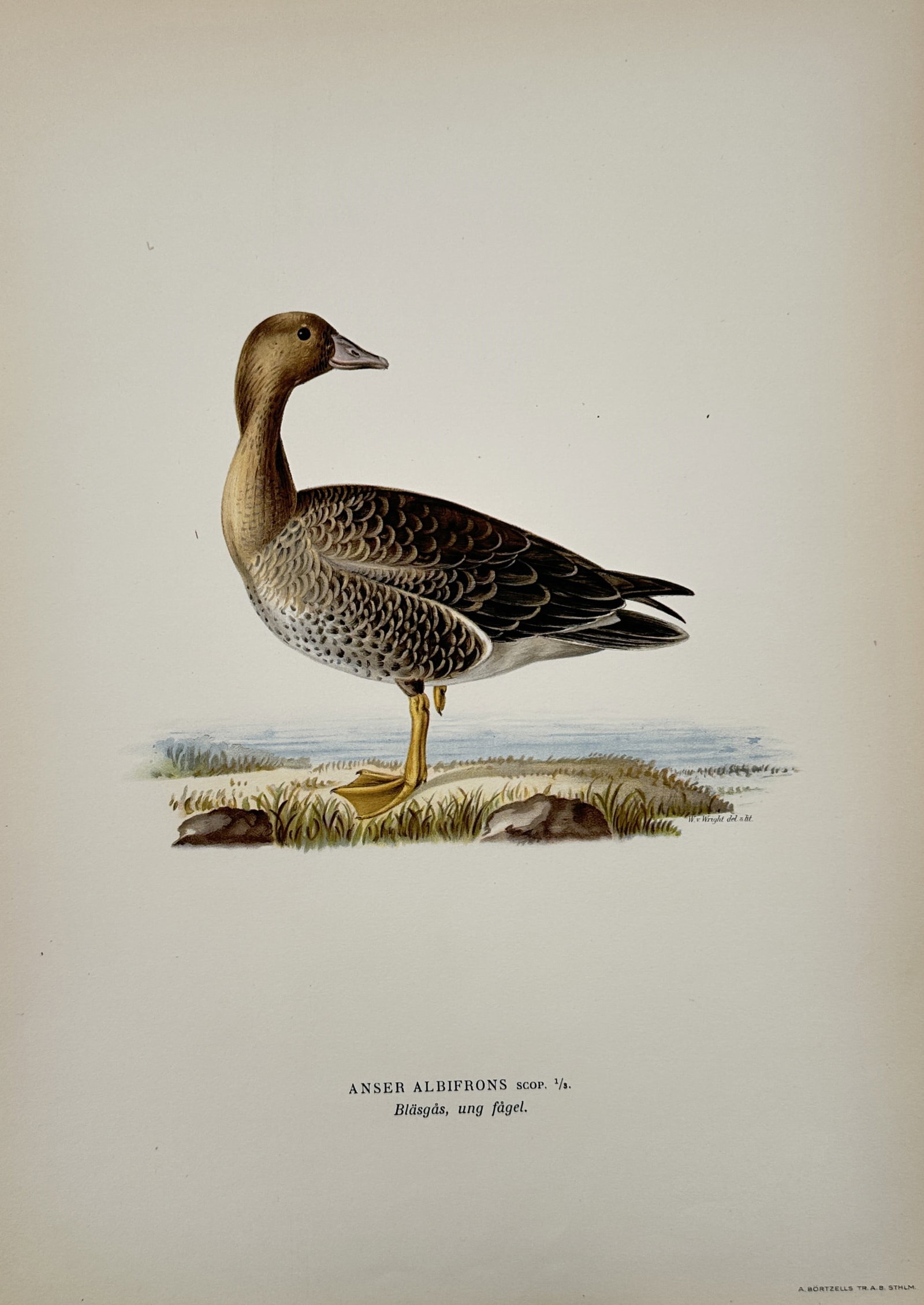 Magnus von Wright (1805–1867) – Study of a Greater White-fronted Goose – Lithograph: "Anser albifrons, Bläsgås, ung fågel." illustrates a juvenile greater white-fronted goose shown in profile standing on a grassy shoreline. The work captures the bird's brownish-gray plumage, charac