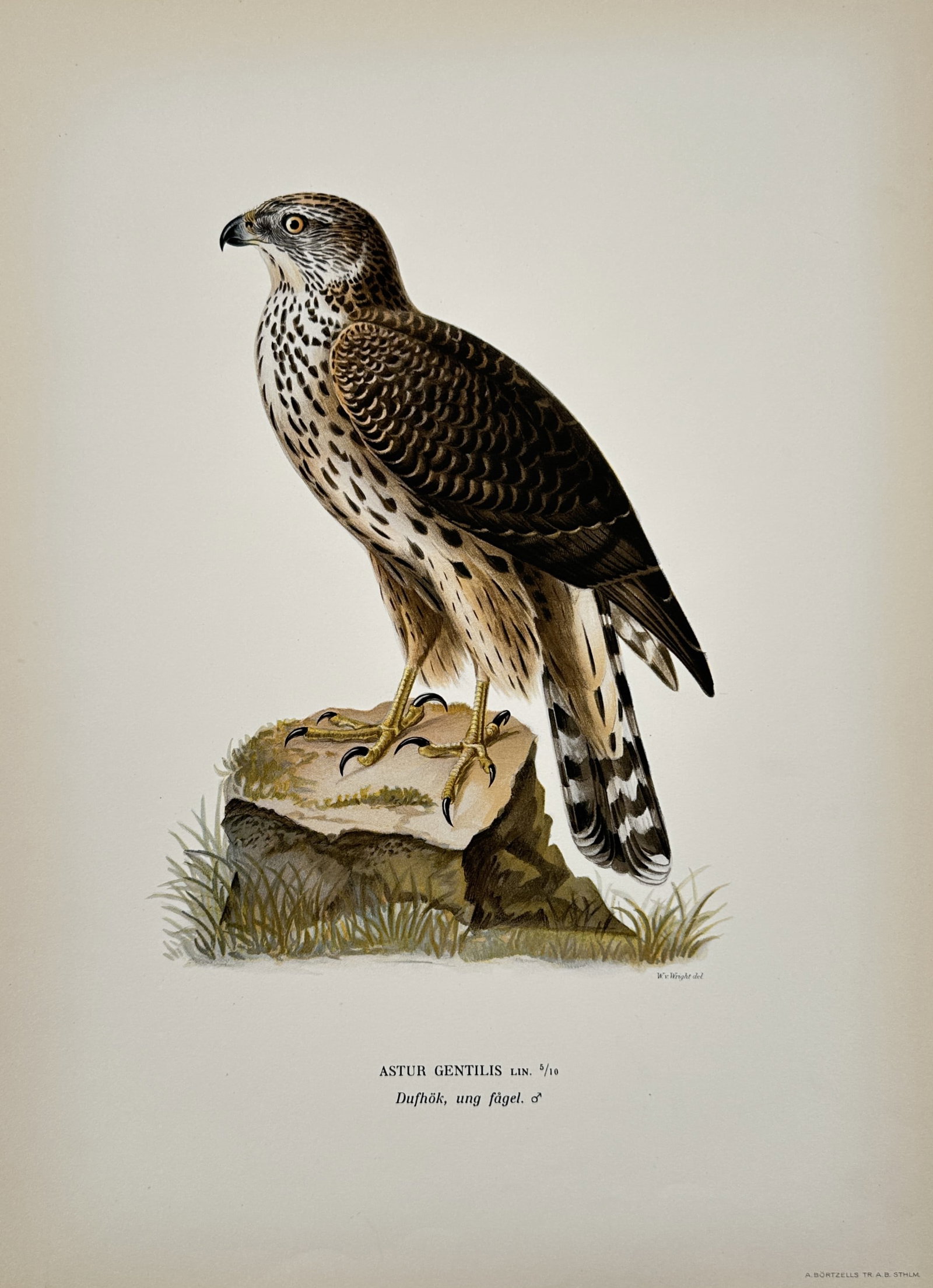 Magnus von Wright (1805–1867) – Study of a Juvenile Northern Goshawk – Lithograph: "Astur gentilis, Dufhök, ung fågel" illustrates a juvenile male northern goshawk perched on a mossy rock. The work captures the diagnostic plumage of a first-year bird, featuring vertical brown stre