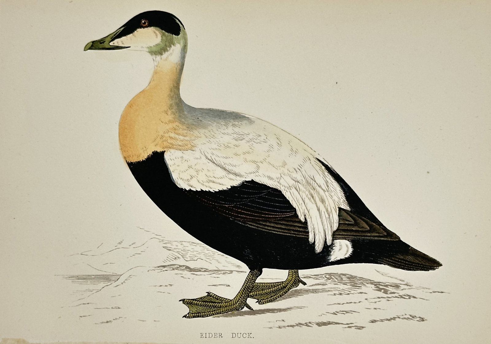Francis Orpen Morris (1810–1893) – Eider Duck – Wood engraving (1851–1857): "Eider Duck" illustrates a male common eider in its distinctive breeding plumage, featuring a white back, black underparts, and the characteristic pale green patch on the side of the head. The work pr