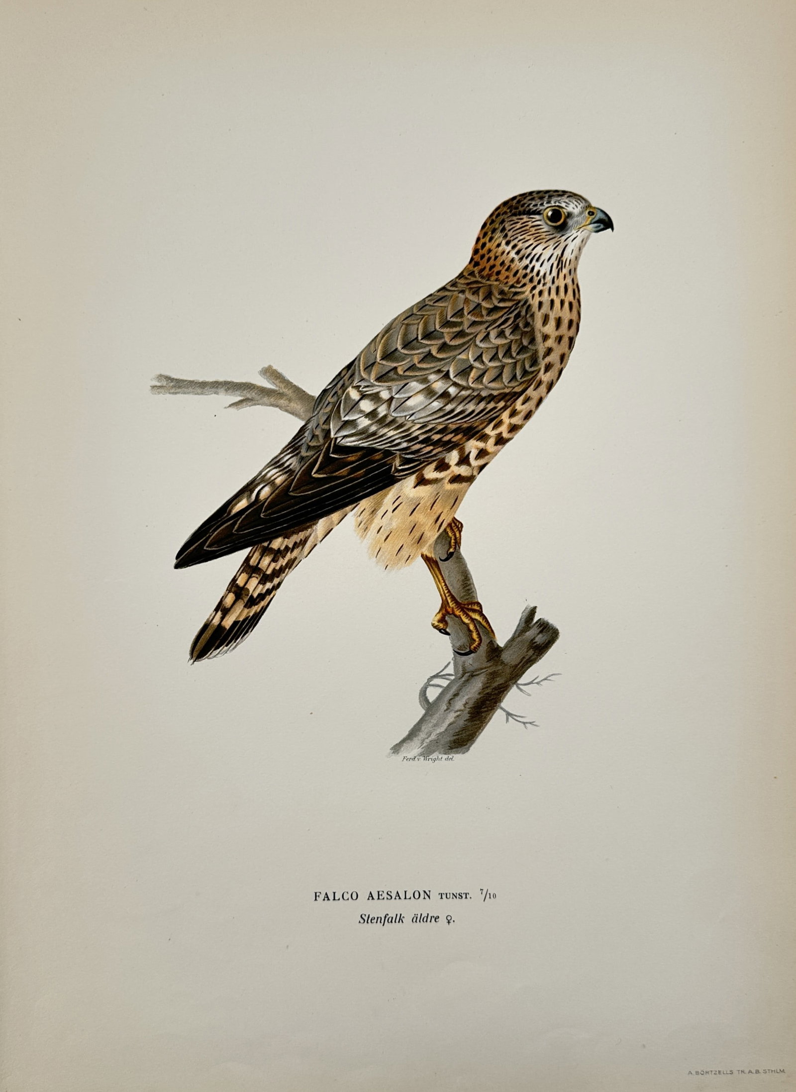 Ferdinand von Wright (1822–1906) – Study of an Older Female Merlin – Lithograph (1927-1929): "Falco aesalon, Stenfalk äldre ?" illustrates an older female merlin perched on a bare branch. The work captures the bird's distinctive plumage, featuring a brown, streaked crown, a pale throat, and