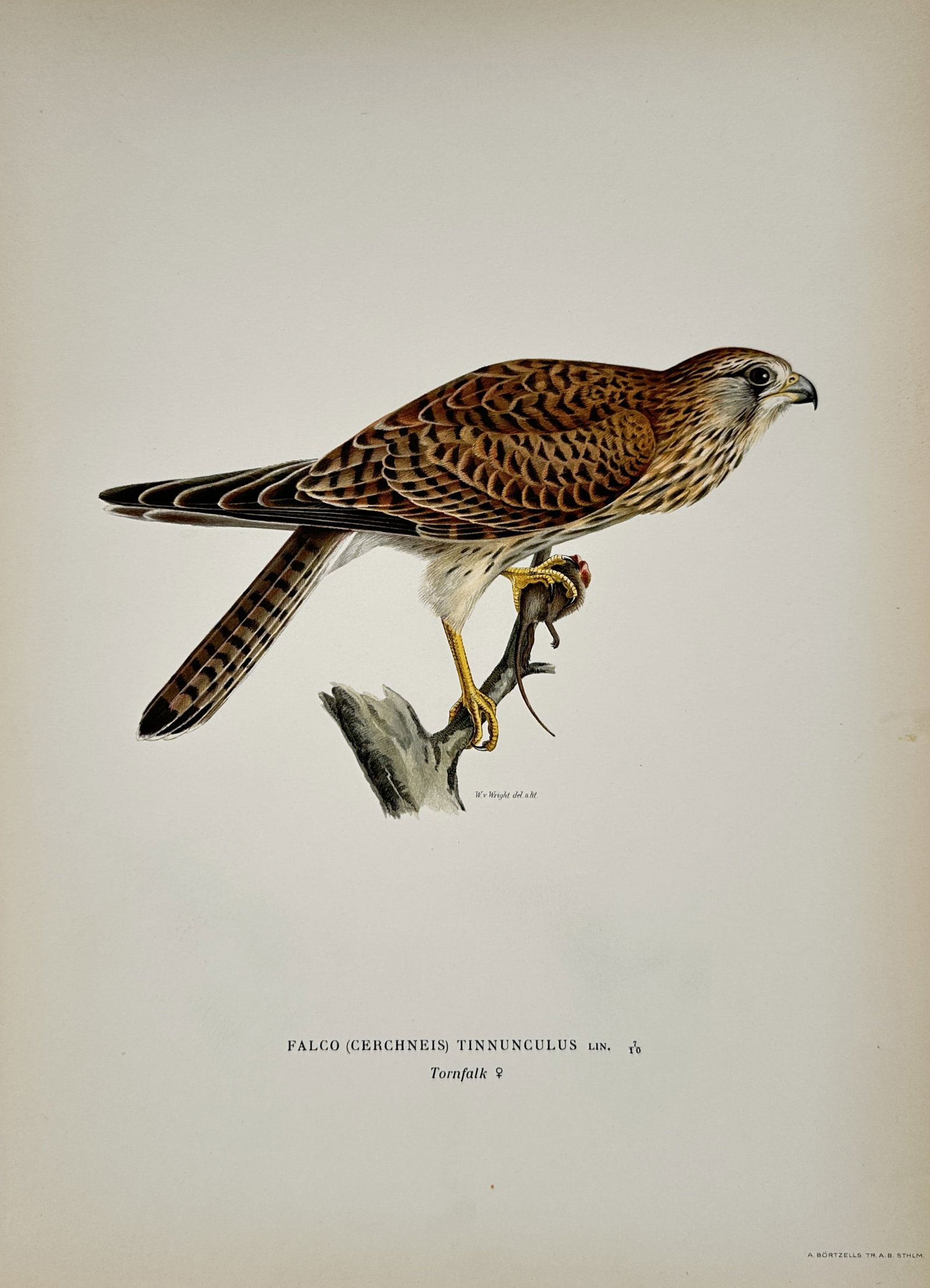 Wilhelm von Wright (1810–1887) – Common Kestrel (Falco tinnunculus) – Lithograph (1927-1929): "Falco (Cerchneis) Tinnunculus Lin. Tornfalk." portrays a female common kestrel perched upon a weathered branch, clutching a small rodent in its talons. The illustration highlights the species' rufous