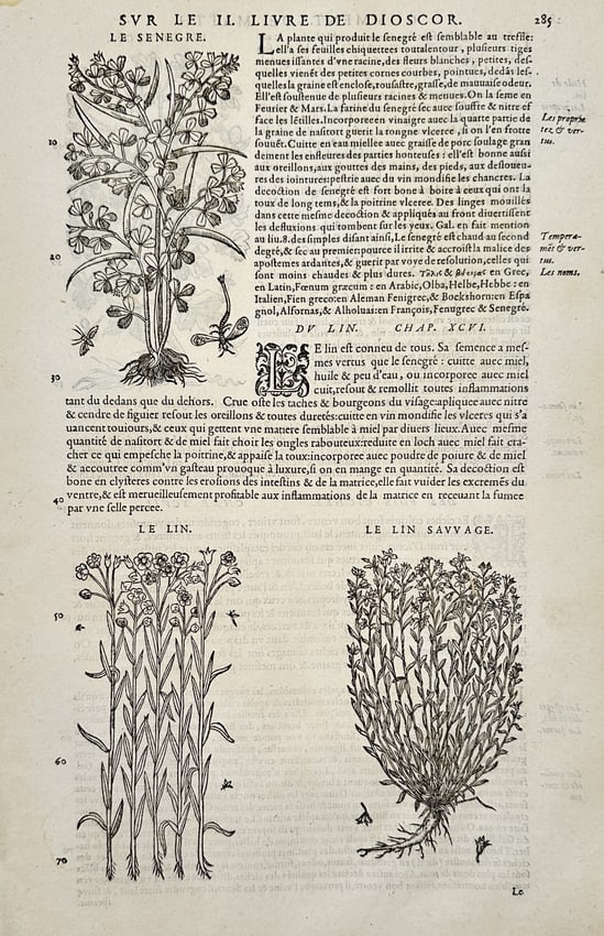 Pietro Andrea Mattioli (1501-1577) – Botanical Study of Fenugreek and Flax – Engraving: Le Senegre and Le Lin provide botanical illustrations and descriptions of these plants, detailing their traditional medicinal applications and growth characteristics. This page originates from an edit