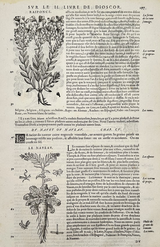 Pietro Andrea Mattioli (1501-1577) – Botanical Study of Rampion and Turnip – Engraving: "Raiponce" and "Navet" feature botanical illustrations and descriptions of these plants, detailing their medicinal qualities, culinary uses, and cultivation characteristics. This page originates from