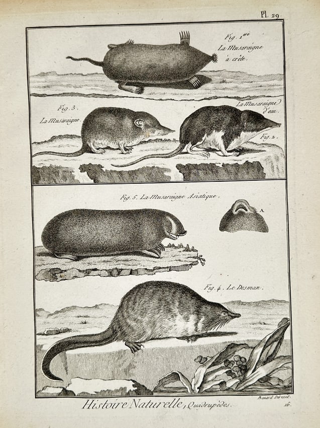Robert Benard (active 18th Century) – Studies of Shrews and Desmans – Engraving: Studies of shrews and desmans feature several species including the crested shrew, water shrew, and Asian shrew, alongside anatomical details. This engraving is part of the series Histoire Naturelle,