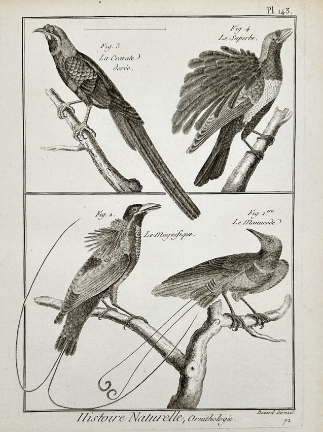 Robert Benard (1734–1777) – Engraving of Various Manucode and Bird of Paradise Species: "Histoire Naturelle, Ornithologie" depicts multiple species including the manucode, the magnificent bird of paradise, the golden-cravatted bird of paradise, and the superb bird of paradise perched on