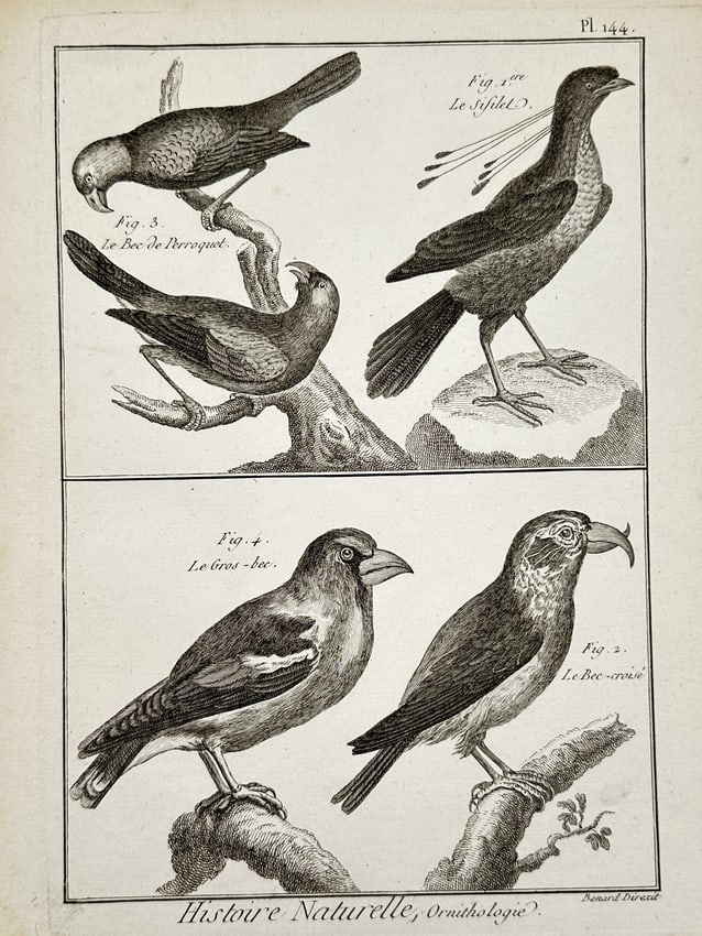 Robert Benard (1734-1777) – Engraving of Various Finch and Parrot Species – Engraving: Histoire Naturelle, Ornithologie depicts multiple species of birds, including the parrot-billed finch, the grosbeak, the crossbill, and the sifilet bird perched on branches. This engraving originates