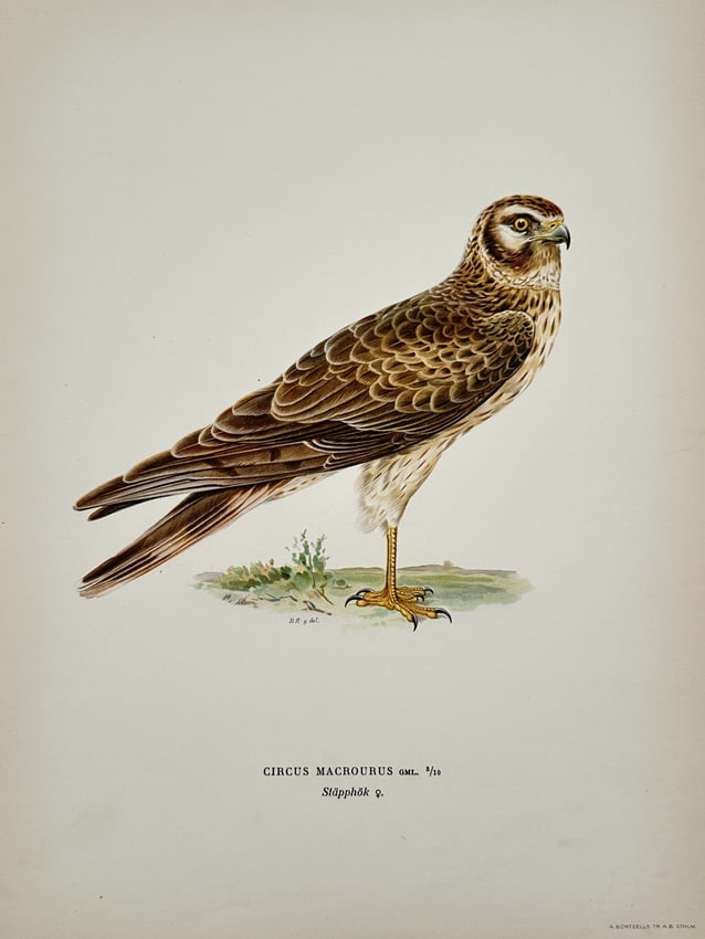 Magnus von Wright (1805–1868) – Pale Harrier – Lithograph (1920s): Circus macrourus depicts a female pale harrier in a realistic standing pose, demonstrating the detailed avian plumage characteristic of the series. This lithograph originates from the Svenska Fåglar