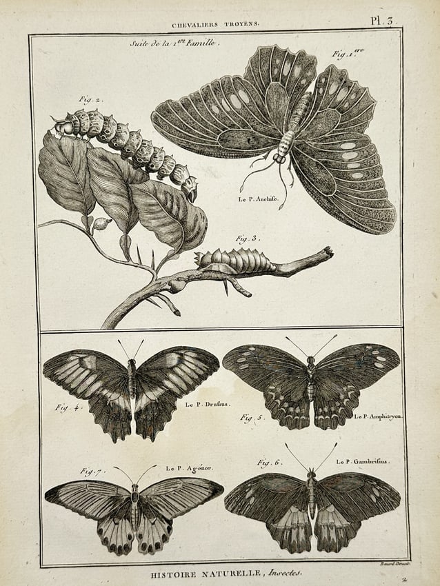 Robert Benard (1734–1777) – Various Species of Trojan Butterflies – Engraving (1762): "Chevaliers Troyens" features five butterfly specimens and two caterpillars. The upper portion shows Le P. Anchise in flight above two caterpillars feeding on leafy branches. The lower section display