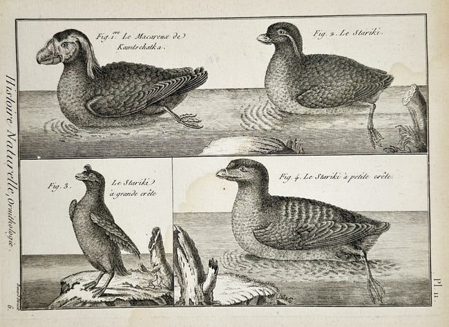 Robert Benard (1734–1777) – Various Species of Sea Birds and Crested Auklets – Engraving: "Le Macareux de Kamtschatka, Le Stariki, Le Stariki à grande crête, and Le Stariki à petite crête" illustrates four distinct seabird species in their natural maritime habitats. The upper portion d