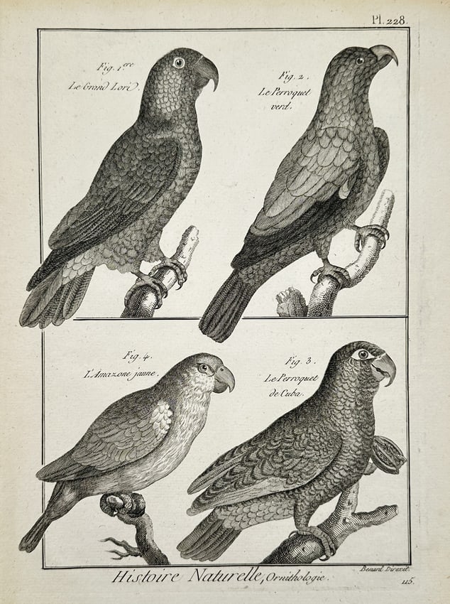 Robert Benard (1734–1777) – Various Species of Parrots and Amazons – Engraving (1762): "Le Grand Lori, Le Perroquet verd, L'Amazone jaune, and Le Perroquet de Cuba" illustrates four distinct parrot species perched on textured branches. The upper section features a Large Lory and a Green