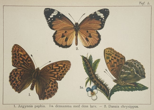Gottfrid Adlerz (1858–1918) – Silver-washed Fritillary and African Monarch Butterflies – Hand: "1. Argynnis paphia. 1a. densamma med dess larv. – 2. Danais chrysippus." presents a technical study of two butterfly species and the larval stage of the former. The left and center-bottom show the