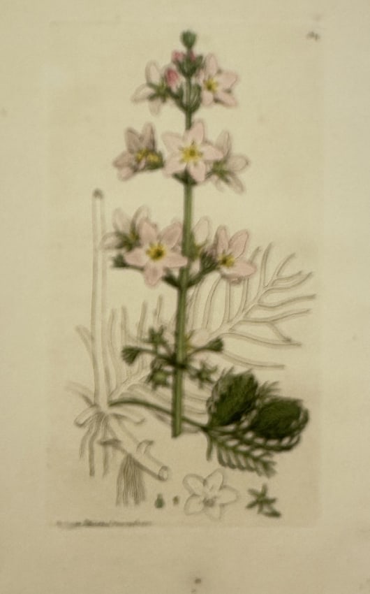 James Sowerby (1757–1822) – Botanical Study of the Water Violet – Hand-coloured: "Hottonia palustris" presents a detailed botanical study of the water violet. The composition features a central upright flowering stalk emerging from a cluster of deeply pinnated, submerged green fol