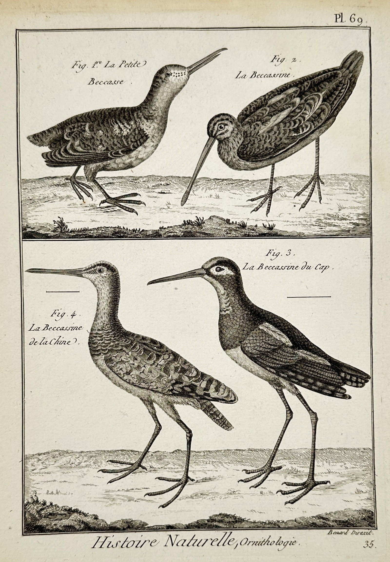 Robert Benard (1734-1777) – View of Ornithological Study: Varieties of Snipes – Copperplate: "Histoire Naturelle, Ornithologie. La Petite Bécasse. La Bécasse de la Chine. La Bécassine du Cap." is a copperplate engraving featuring a scientific study of four distinct snipe species, illustrat