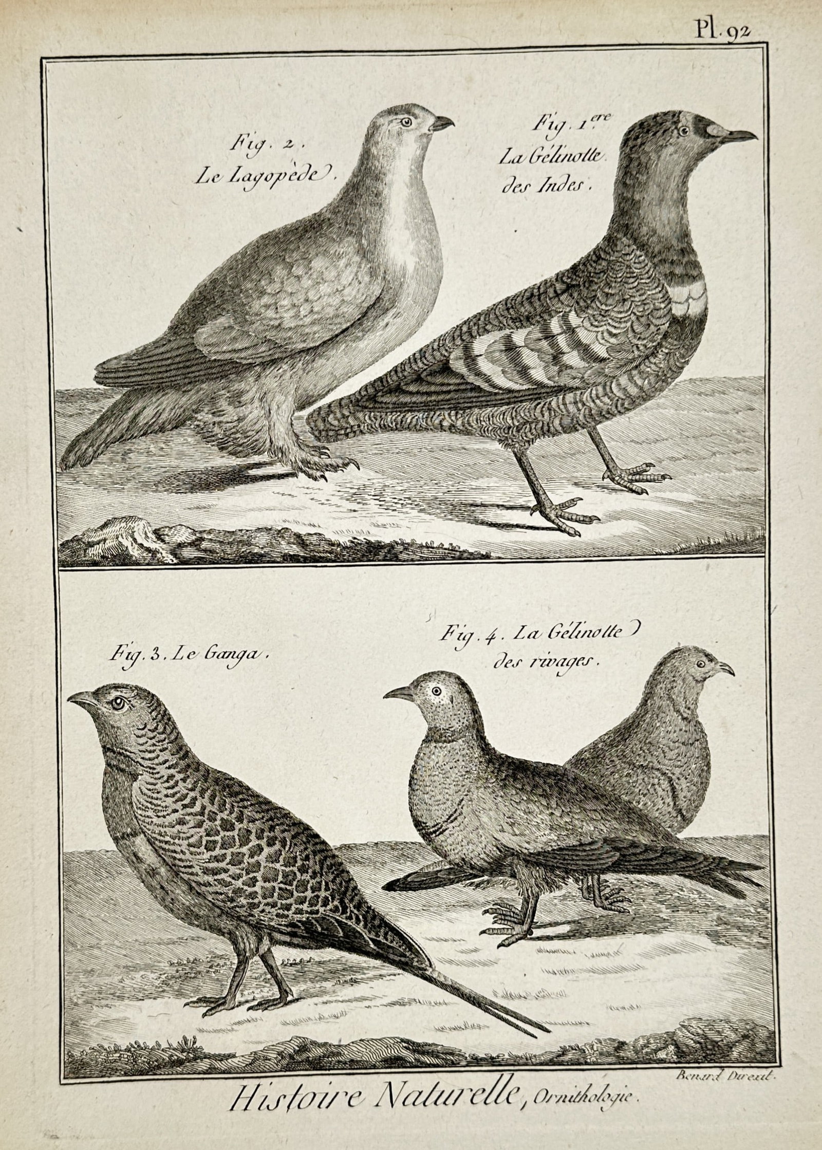 Robert Benard (1734-1777) – View of Ornithological Study: Grouse and Sandgrouse: "Histoire Naturelle, Ornithologie. La Gélinotte des Indes. Le Lagopède. Le Ganga. La Gélinotte des rivages." is a copperplate engraving featuring a scientific study of four avian specimens, illustr