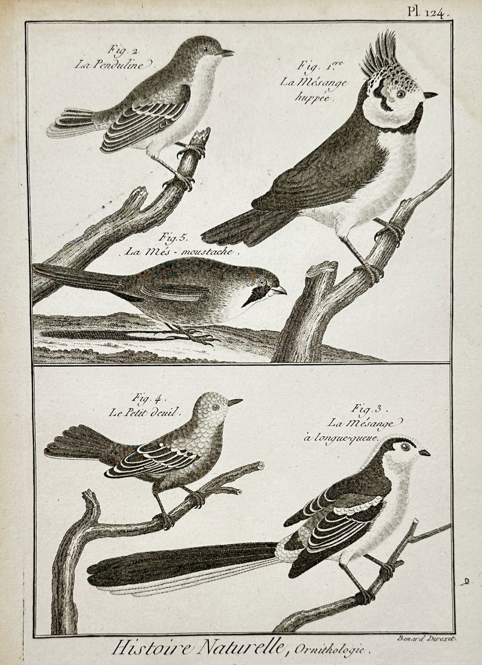 Robert Benard (1734-1777) – View of Ornithological Study: Tits and Pendulines (1 of 2)