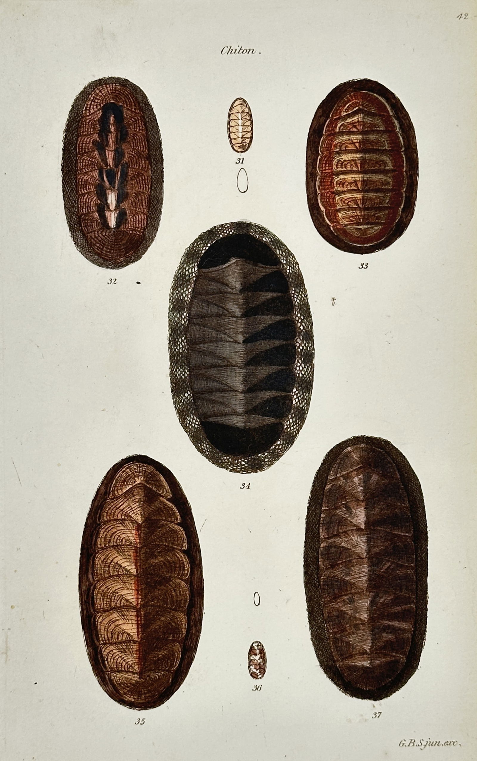 George Brettingham Sowerby Jr. (1812-1884) – View of Malacological Study: Varieties of Chiton: "Chiton." is a hand-coloured engraving featuring a detailed scientific study of seven marine mollusks, illustrating the overlapping calcareous plates and textured girdles characteristic of different c