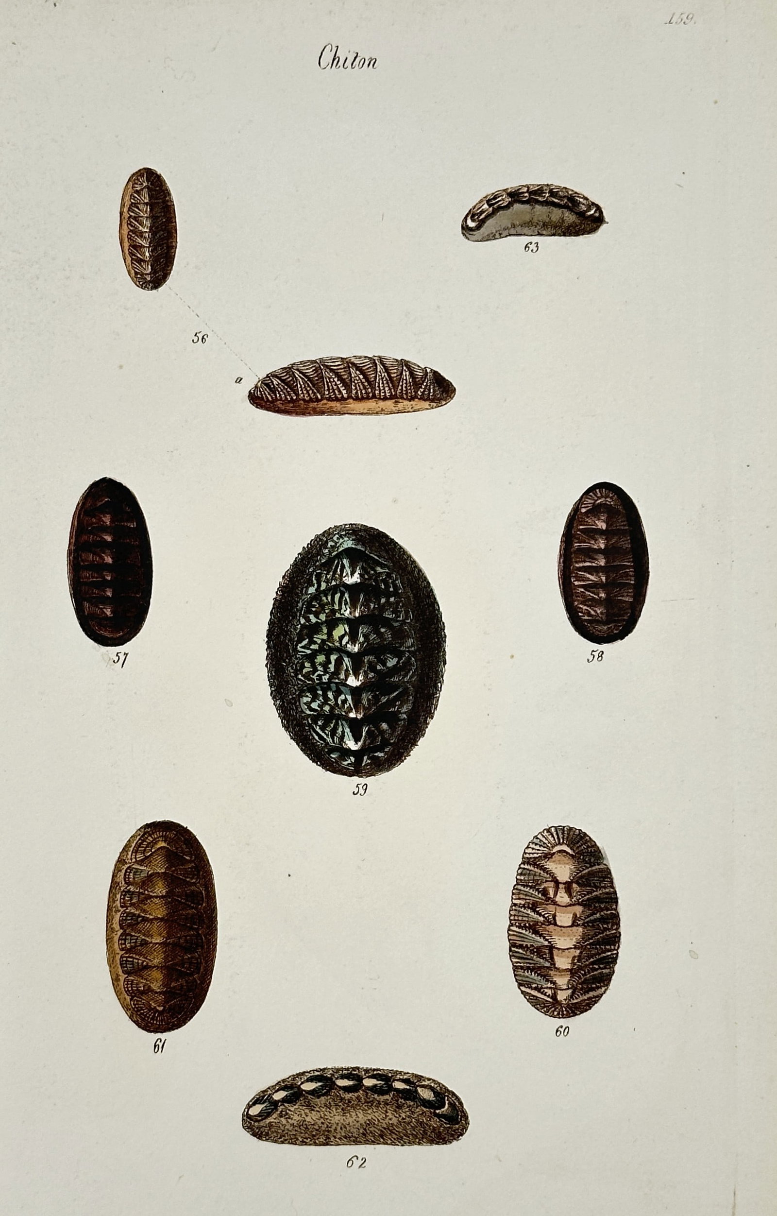 George Brettingham Sowerby Jr. (1812-1884) – View of Malacological Study: Detailed Observations: "Chiton." is a hand-coloured engraving featuring a detailed scientific study of nine marine mollusks, illustrating species in both dorsal and lateral views to highlight the curvature and structure of