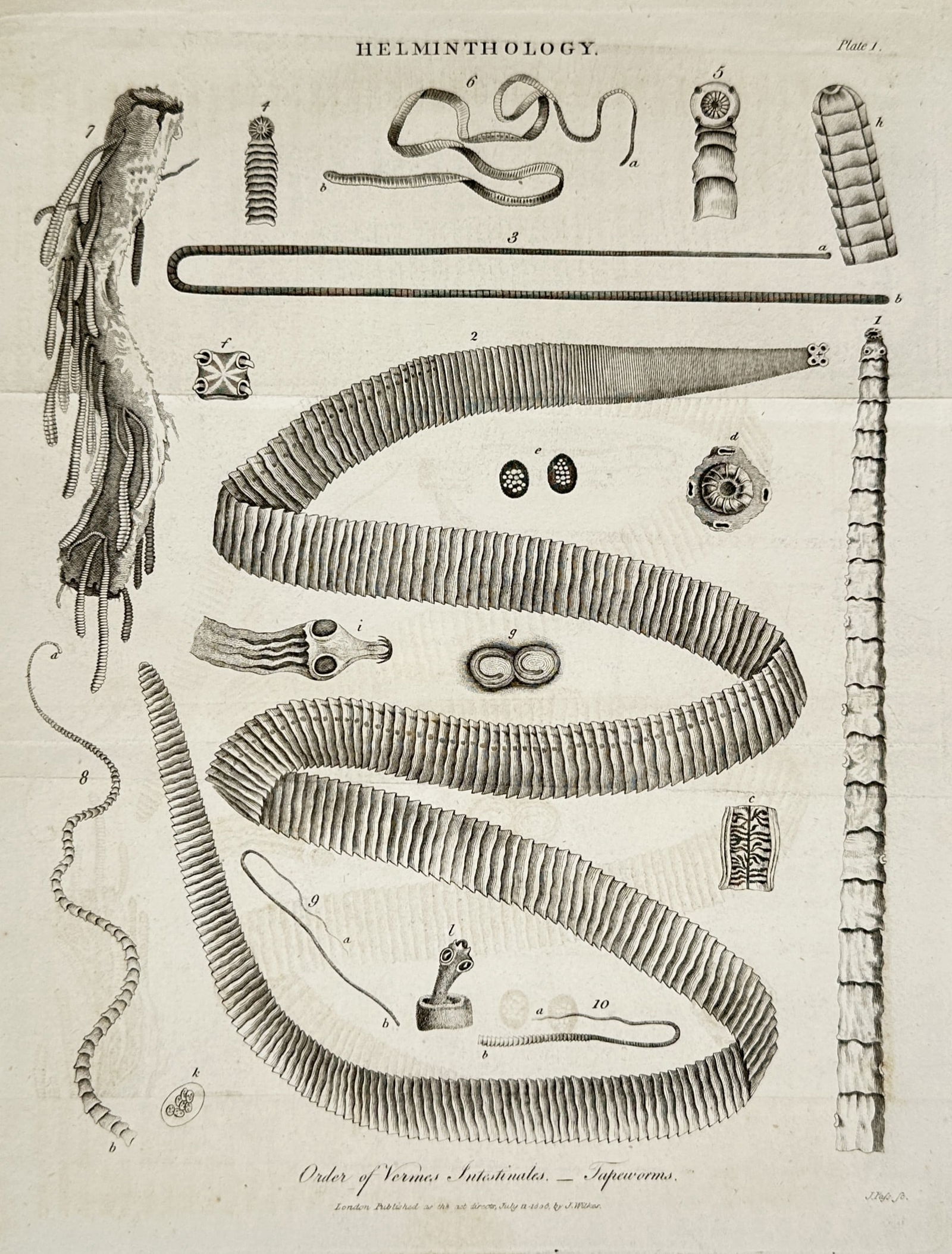 John Wilkes (active 1791-1810) – View of Helminthological Study: Tapeworms: "Order of Vermes Intestinales. – Tapeworms." is a copperplate engraving featuring a detailed scientific study of several cestode specimens, illustrating the segmented structure of various tapeworms