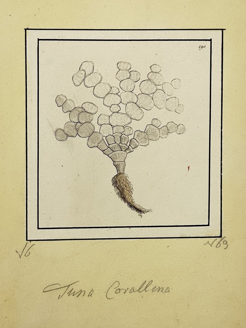 Frederick Polydore Nodder (active 1770-1800) – View of Botanical Study: Tuna Corallina: "Tuna Corallina." is a copperplate engraving featuring a scientific study of a marine algae specimen, illustrating the articulated segments and branching structure of this calcified seaweed. This work