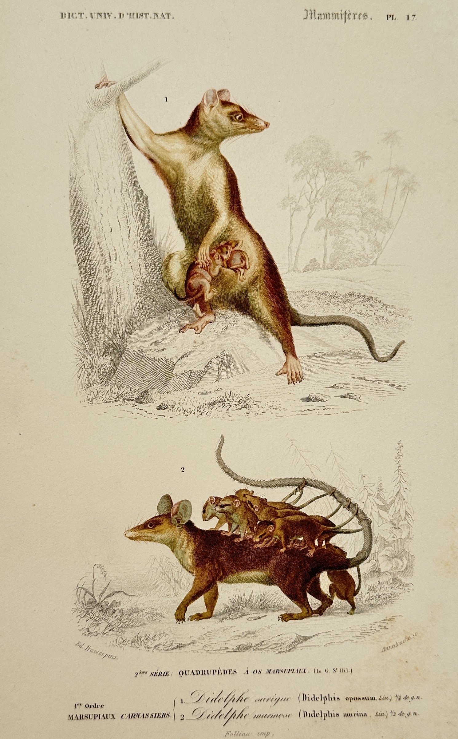 Charles Henry Dessalines d'Orbigny (1806-1876), directed by – View of Mammalogical Study: "Didelphe sarigue. Didelphe marmose." is a hand-coloured engraving featuring two distinct species of New World marsupials, illustrating a Virginian opossum with young in its pouch and a Linne's mouse