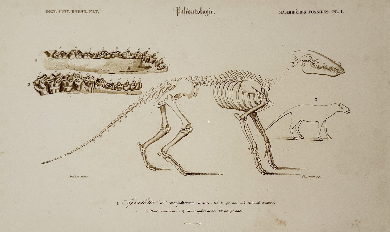 Charles Henry Dessalines d'Orbigny (1806-1876), directed by – View of Paleontological Study: "Squelette d'Anoplotherium commune. Animal restaure. Dents superieures. Dents inferieures." is an engraving featuring a scientific study of the extinct herbivorous mammal Anoplotherium, illustrating i