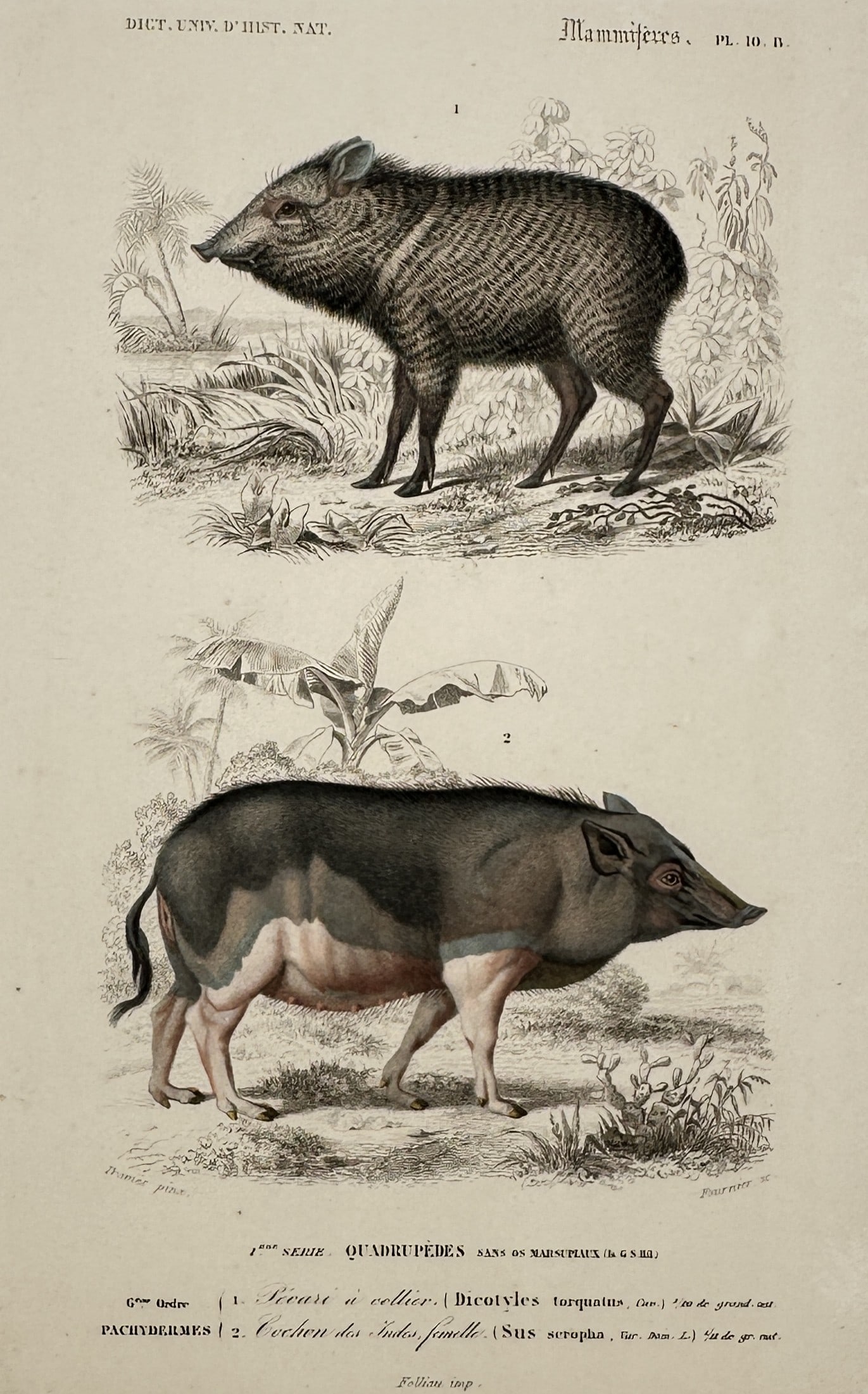Charles Henry Dessalines d'Orbigny (1806-1876) – View of Mammalogical Study: Peccary and Wild Boar: "Pecari a collier. Cochon des Indes femelle." is a hand-coloured engraving featuring two species of swine-like mammals, illustrating a collared peccary and a female wild boar in their respective natur