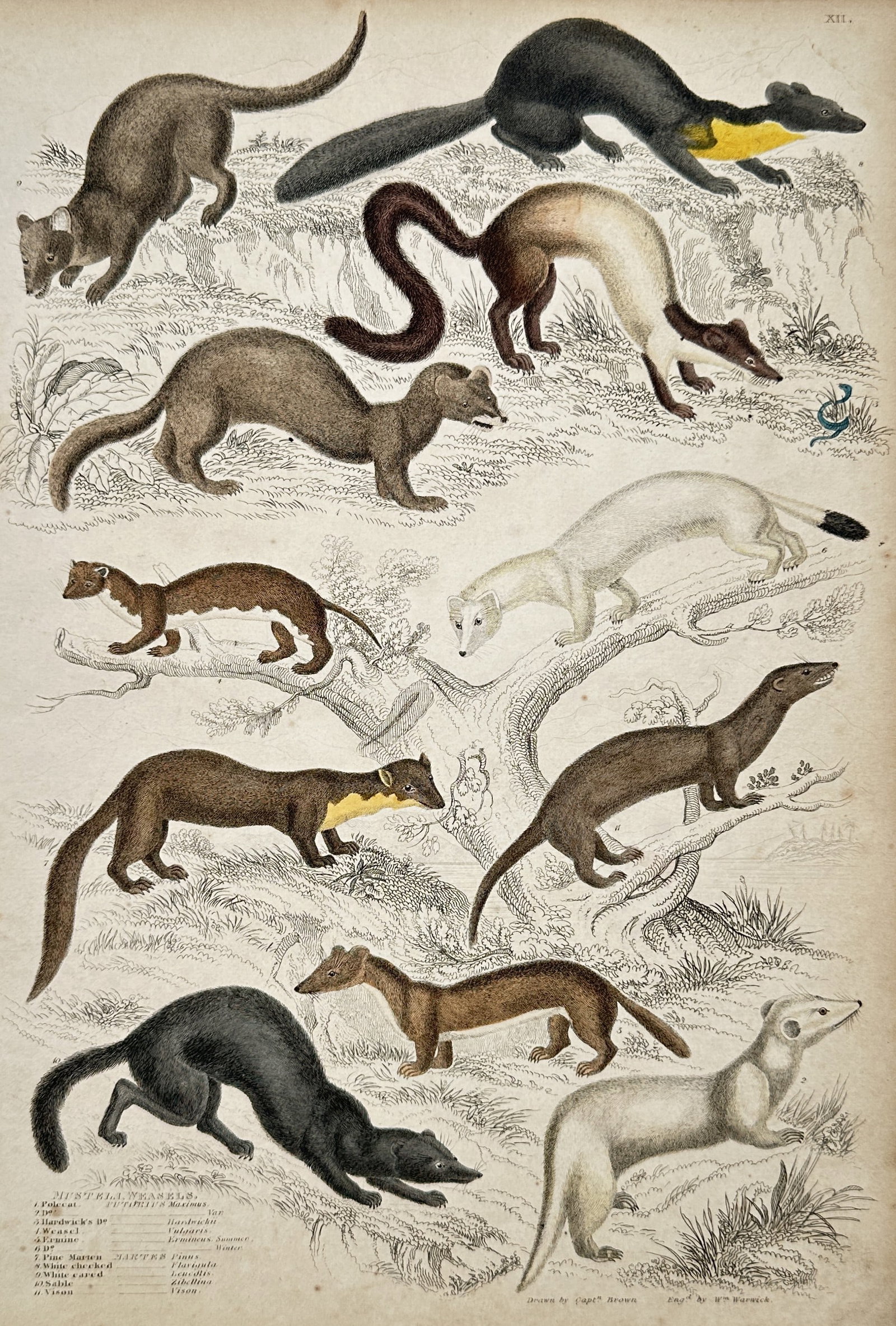 Captain Thomas Brown (1785-1862) – View of Mammalogical Study: Weasels and Martens: "Mustela. Weasels. 1. Polecat. 2. Stoat. 3. Weasel. 4. Ermine. 5. Pine Marten. 6. Beech Marten. 7. White-eared. 8. Sable. 9. Vison." is a hand-coloured lithograph featuring a scientific study of eleve