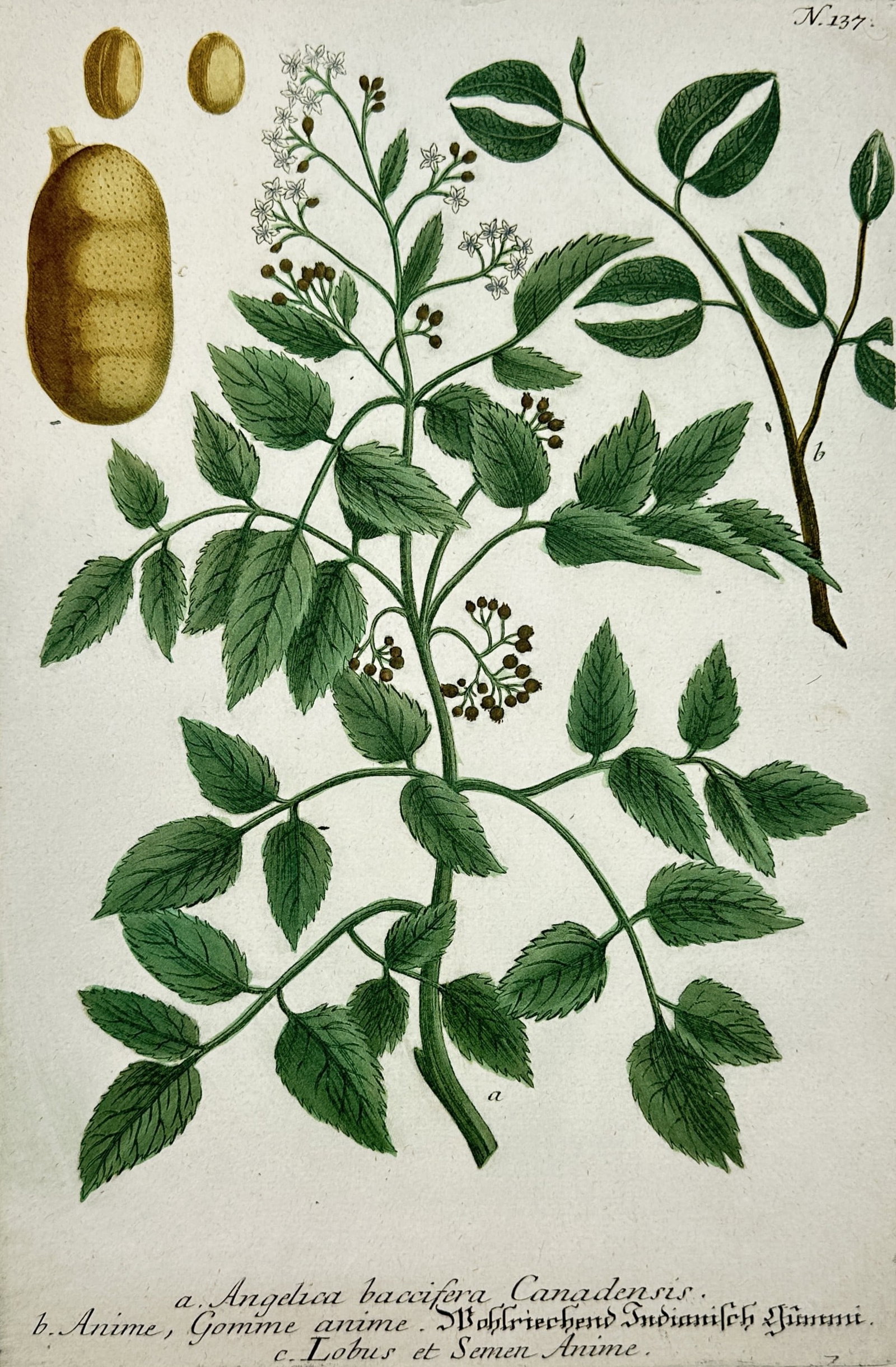 Johann Wilhelm Weinmann (1683–1741) – View of Botanical Study: Angelica and Anime Gum Tree: "Angelica baccifera Canadensis. Anime, Gomme anime. Lobus et Semen Anime." is a hand-coloured mezzotint engraving featuring a detailed botanical study of the Canadian angelica and the resin-producing
